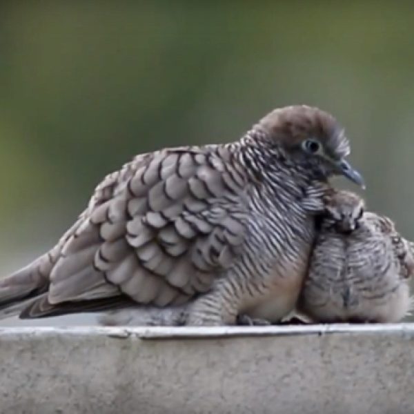 Zebra Dove and juvenile after feeding (video grab).