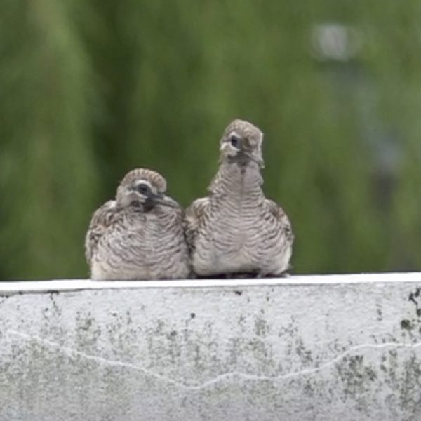 A pair of newly fledged chicks - video grab.