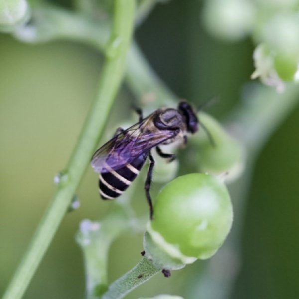 A foraging Dwarf Honey Bee.