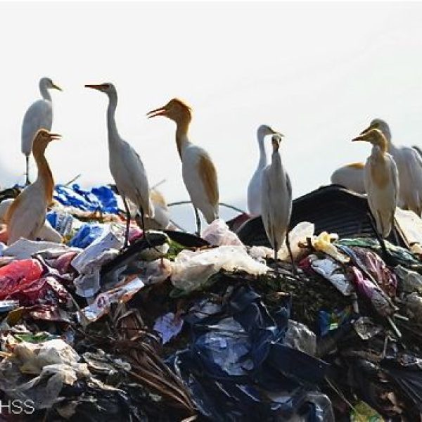 EgretsC et al at rubbish dump, Perak [AmarSingh]