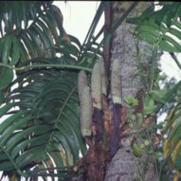 Epipremnum pinnatum (Raphidophora korthalsii) pt-infl 0996