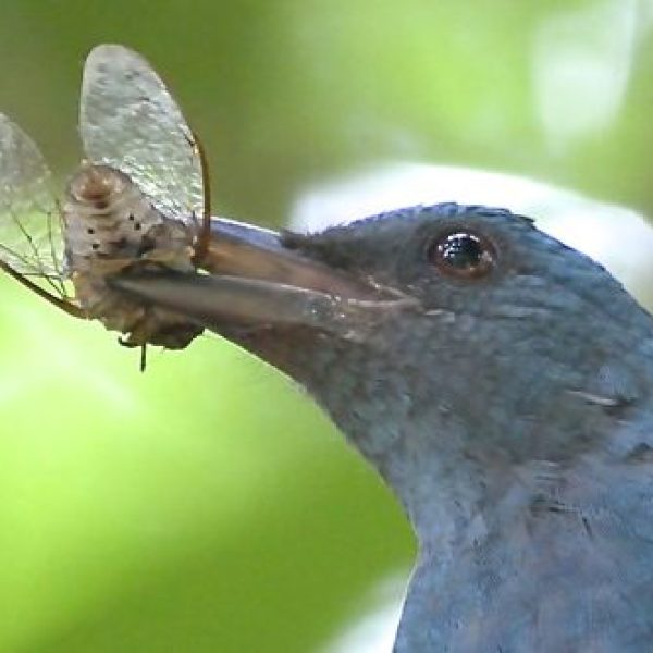Asian Fairy-bluebird catches a cicada (Photo credit: Ling Kwee Chang)