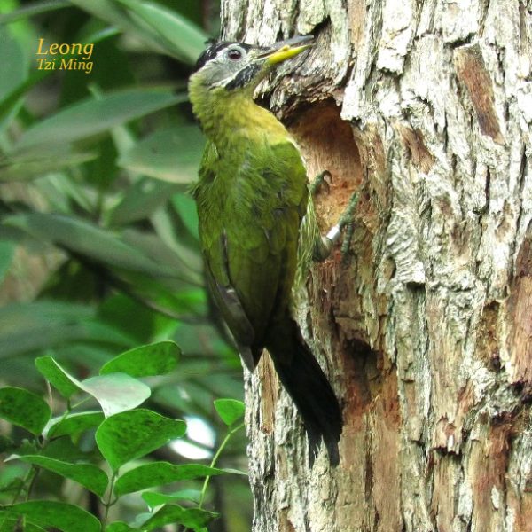 Female Laced Woodpecker