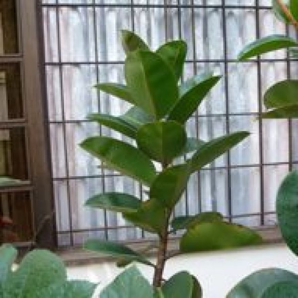 Ficus elastica br [wyc] - 2