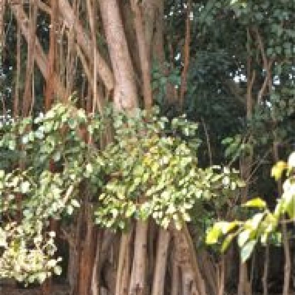 Ficus [q] benghalensis rt, Tulear-Madagascar 0801