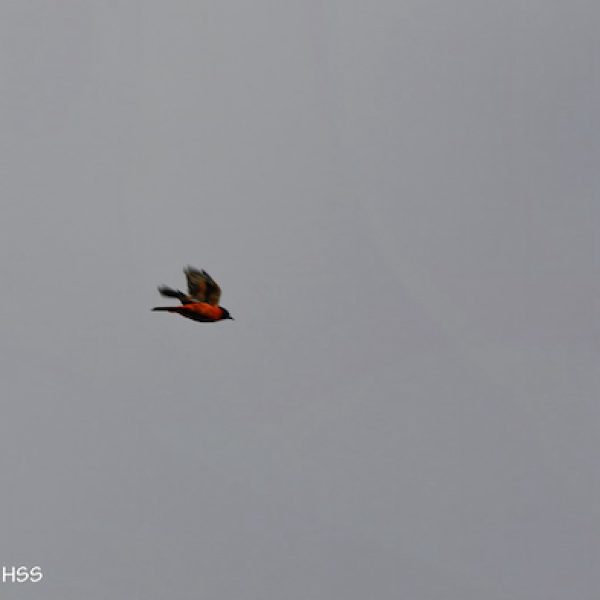 Fiery Minivet-1a-Kledang-Sayong Forest Reserve, Ipoh, Perak, Malaysia-23rd July 2020-gigapixel-scale-2_00x-denoise-denoise