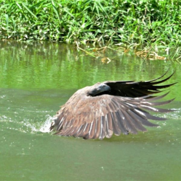 Grey-headed Fish-eagle in canopy feeding mode.