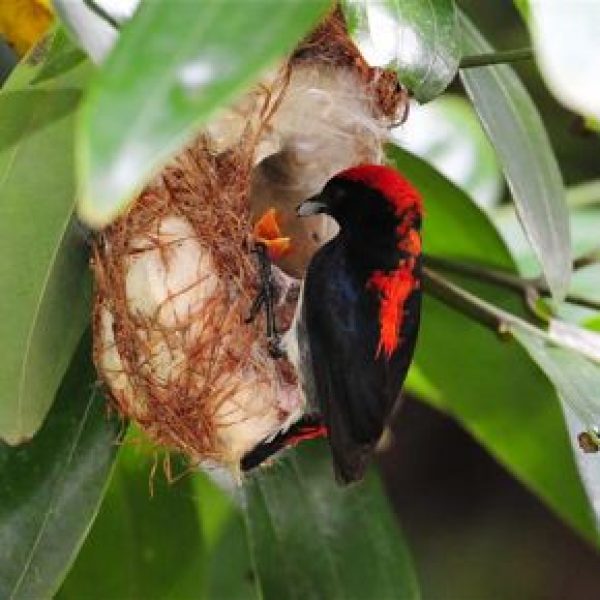FlowerpeckerSB-nesting PasirRis [JWee] - 1