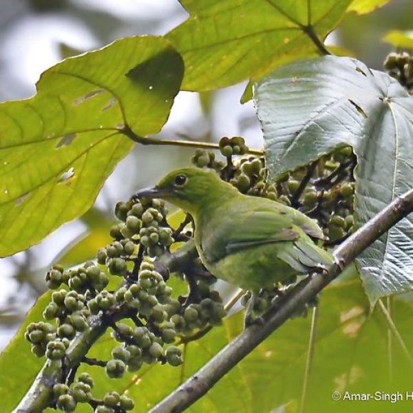 Greater Green Leafbird-2a-Kledang-Sayong Forest Reserve, Ipoh, Perak, Malaysia-8th July 2015