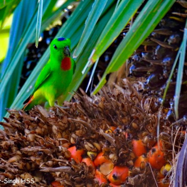 HangingParrotBlCroil palm [AmarSingh] 1