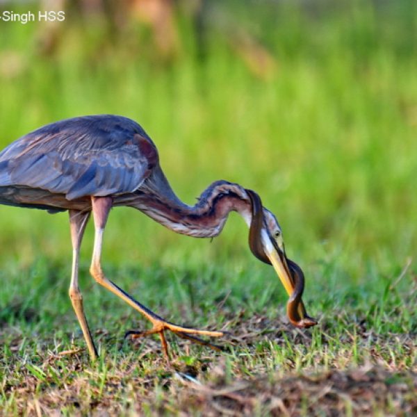 Purple Heron with Asian Swamp Eel (image courtesy of Dato' Dr Amar-Singh HSS)