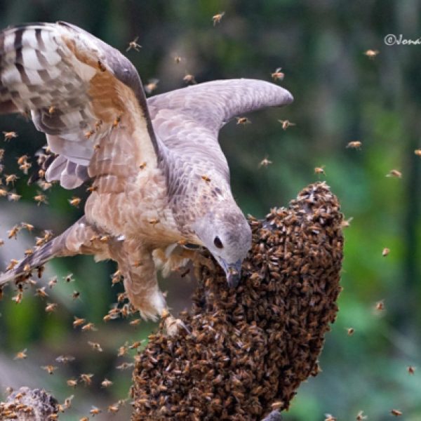 HonetBuzzardO-bee nest [Jonathan Kuah]