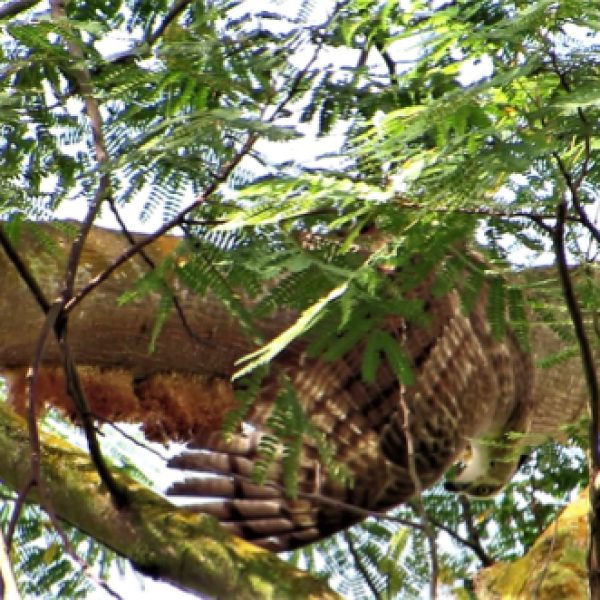 Oriental Honey-buzzard tearing our pieces of honeycomb.
