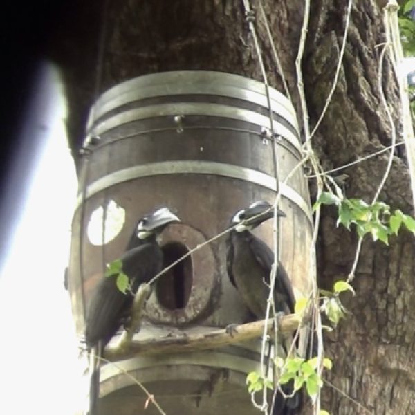 Pair of Bushy-crested Hornbills at wine-barrel artificial nest (video grab).
