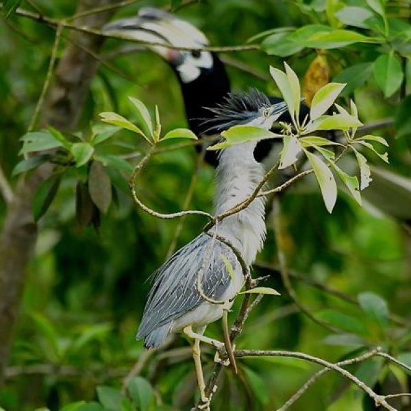HornbillOP-HeronL-nest [JohnnyWee] - 1