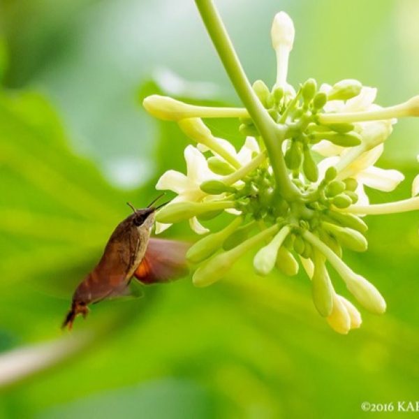HummingbirdHawkMoth-papaya [KaryneWee].jpu