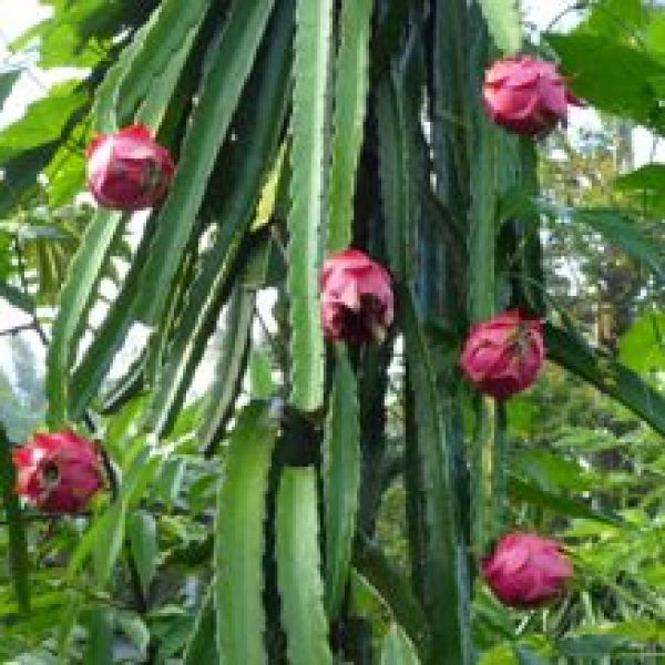 Hylocereus undatus (dragon fruit) pt-fr [TanTeoSeng]- a - 1