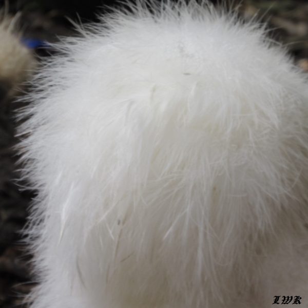 Hind view of silky tail feathers, Silkie chicken.