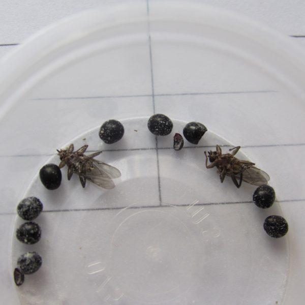 Pigeon Louse-fly pupa and newly hatched adult flies (freeze dried)