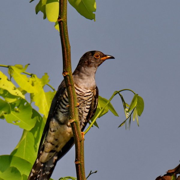 Indian Cuckoo-1a-Ipoh, Perak, Malaysia-28th March 2019