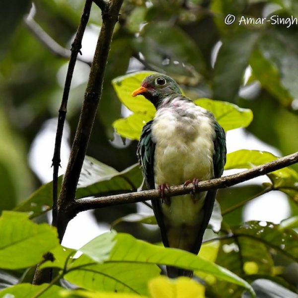 Jambu Fruit-Dove-1a-Kledang-Sayong Forest Reserve, Ipoh, Perak, Malaysia-21st March 2022