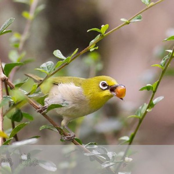 Japanese White-eye (Zosterops japonicus)