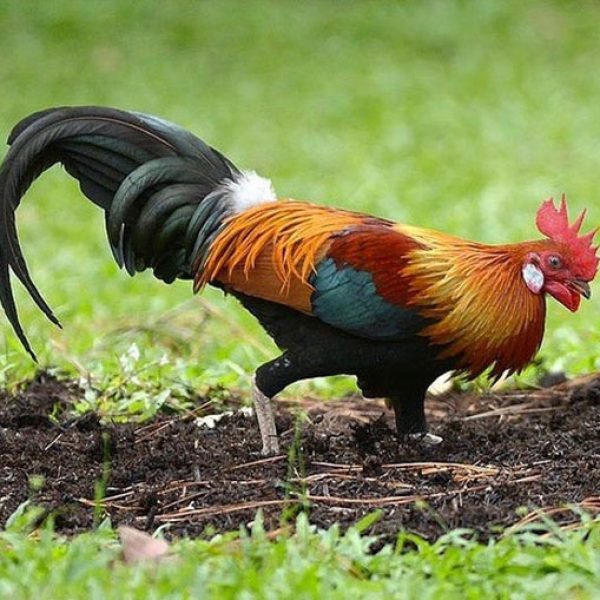 Red Junglefowl, listed as endangered, now they are being culled (Photo credit: Johnny Wee)