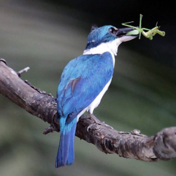 Adult Collared Kingfisher with food for the fledgling.