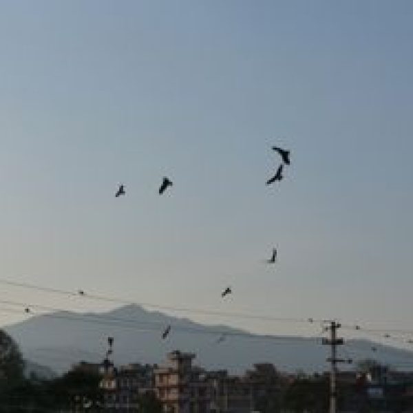 Kites-Crows Bagmati river, Kathmandu [LenaChow]