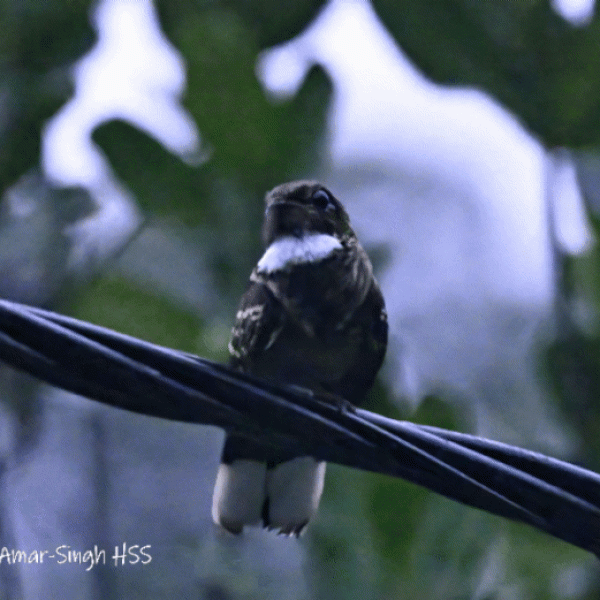Large-tailed Nightjar-3-GIF-Matang Forest Reserve, Perak, Malaysia-2nd February 2023