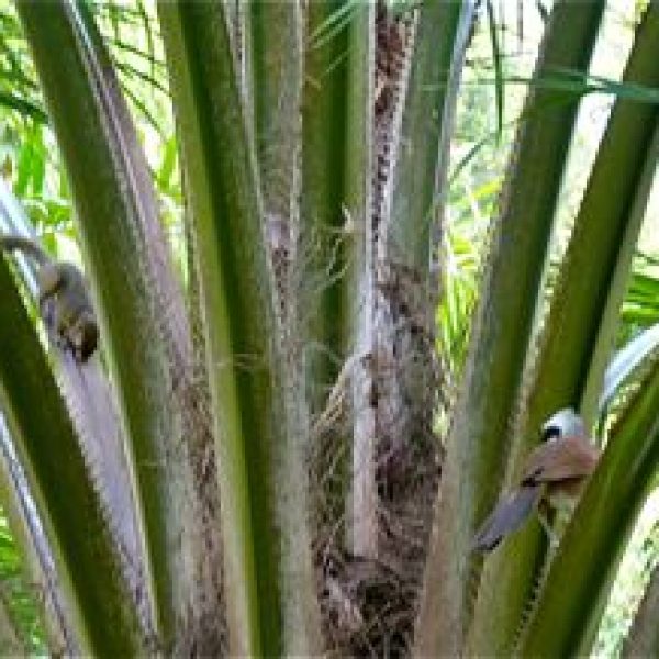 LaughThrushO-squirrel palm [LenaChow]