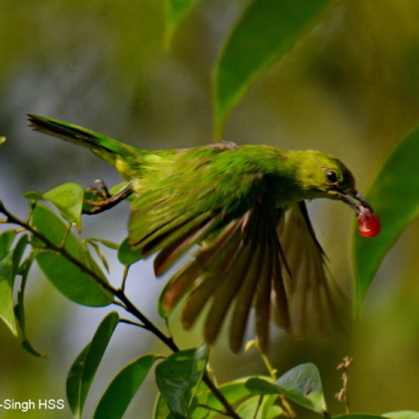 Female Lesser Green Leafbird.