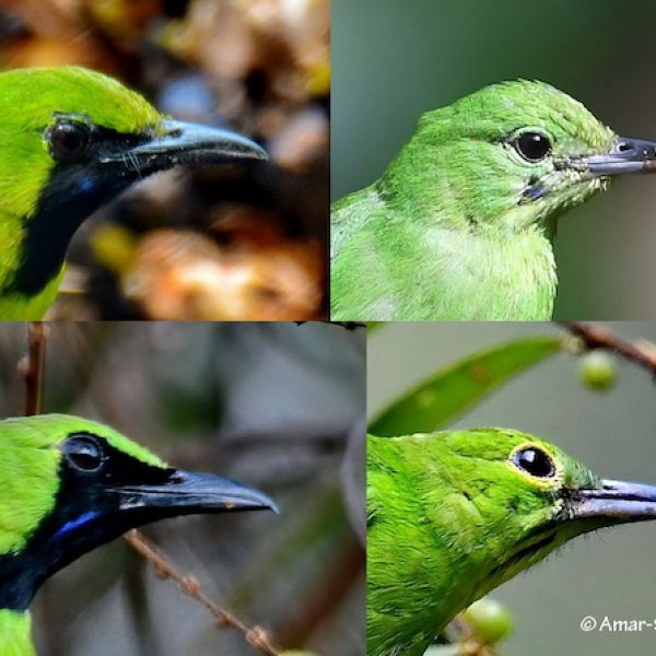 Lesser vs Green Leafbird-1a-Kledang-Sayong Forest Reserve, Ipoh, Perak, Malaysia-22nd February 2021 (1)