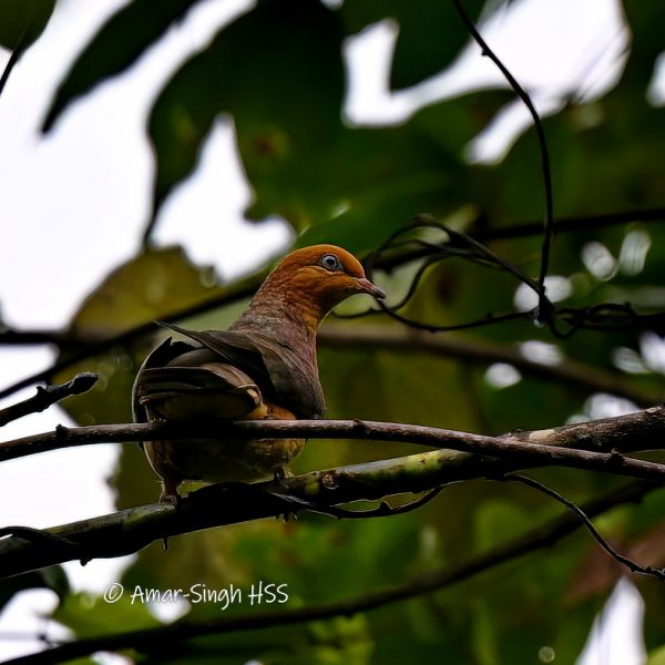 Little Cuckoo-Dove-1a-Ipoh, Perak, Malaysia-7th February 2023