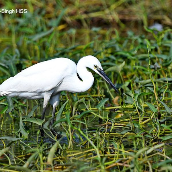 Little Egret-1aa-Wetlands, Perak, Malaysia-4th February 2020