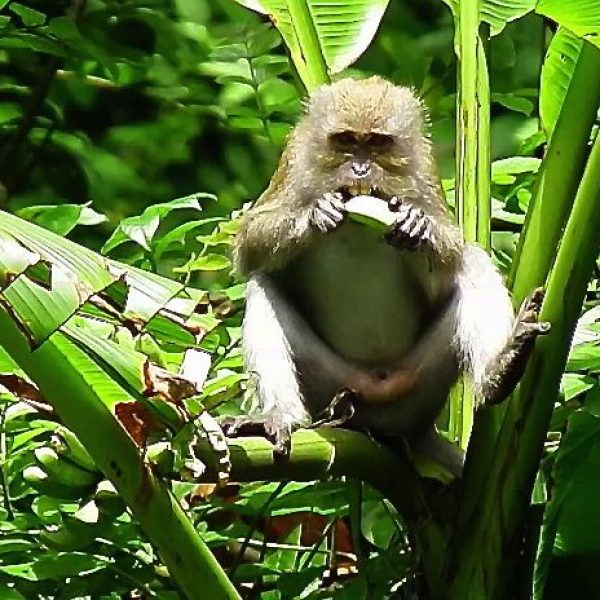 Monyet makan Pisang Hijau