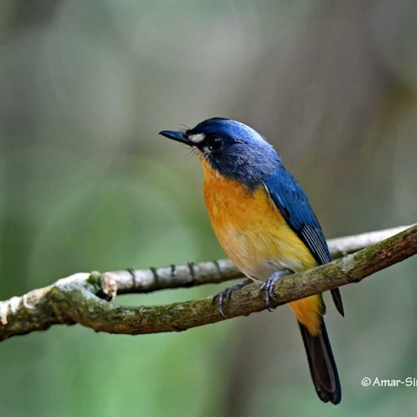 Mangrove-Blue-Flycatcher-2a-Matang-Forest-Reserve-Perak-Malaysia-20th-August-2020