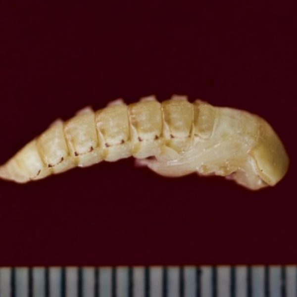 Dorsal view of pupa