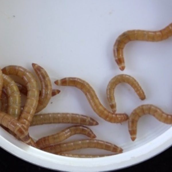 Mealworms 11th October 2016
