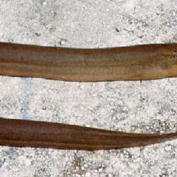 Asian Swamp Eel (Image courtesy of Wikimedia Commons).
