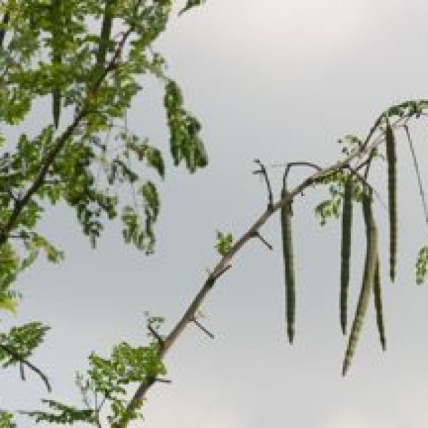 Moringa pterygosperma pt-fr2