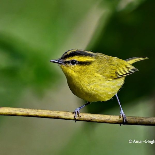 Mountain Leaf Warbler-2a-Cameron Highlands, Pahang, Malaysia-6th August 2020