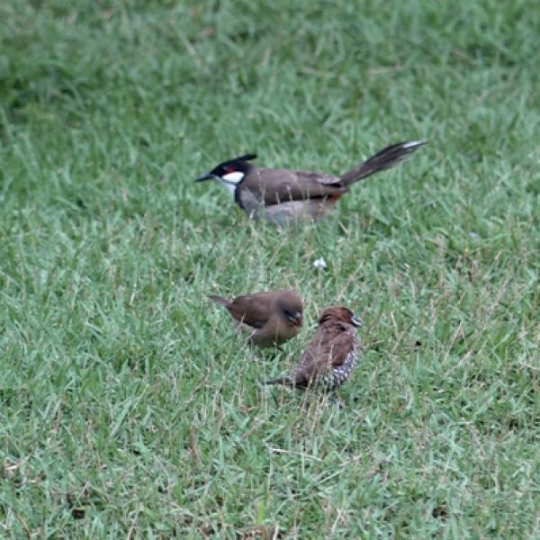Red-whiskered Bulbul (top), juvenile Scaly-breasted Muni (bottom left)and adult Scaly-breasted Munia (bottom right).