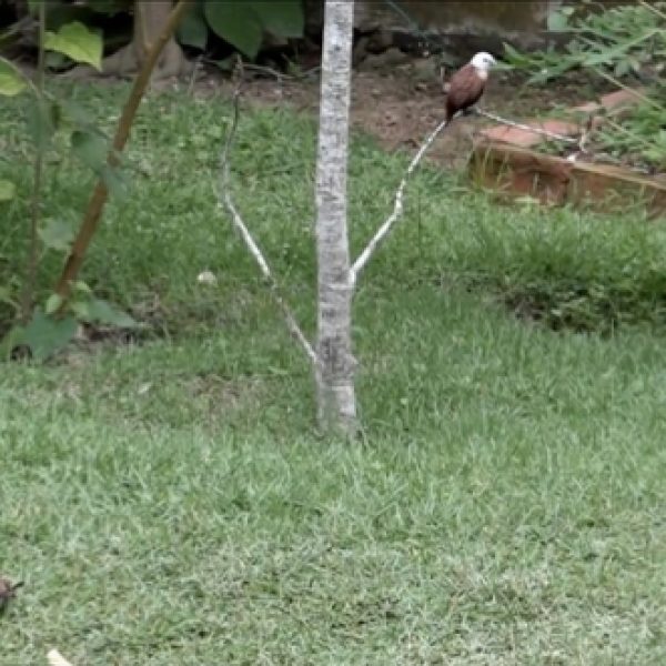 White-headed and Scaly-breasted Munias forages together (video grab).