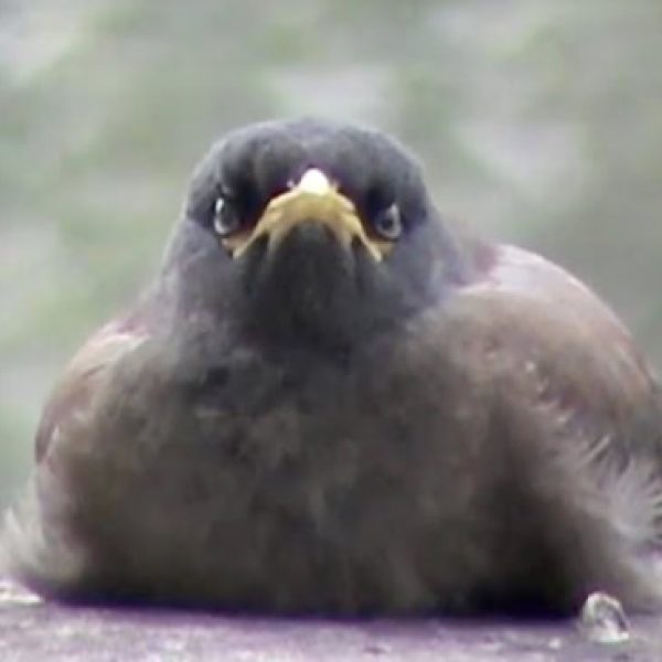 Roosting - Bird Ecology Study Group