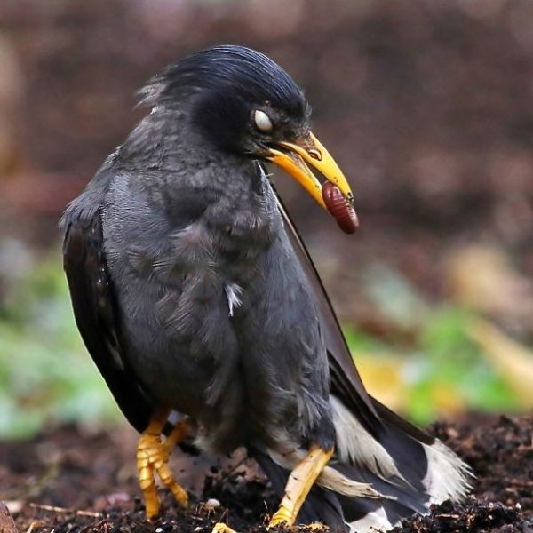 Javan Myna using millipede to ant )Image courtesy of Kwong Wai Chong)