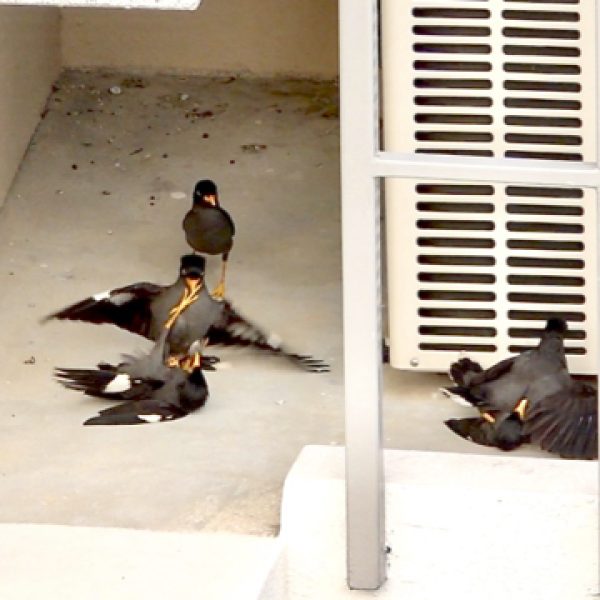 Two pairs in a fight with a juvenile in attendance.