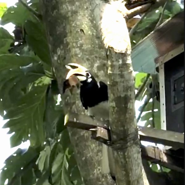 Male Oriental Pied Hornbill with a bat... (video grab).