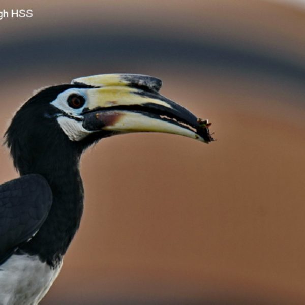Female Oriental Pied Hornbill with insect.