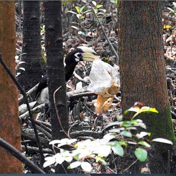 Oriental Pied Hornbill picking trash